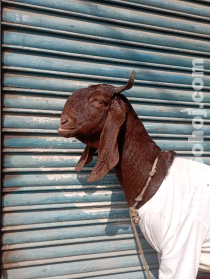 Totapuri cross goat